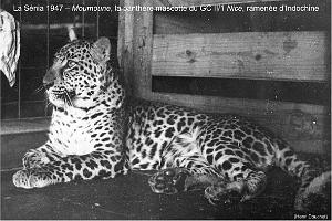 157 - ARMEE DE L'AIR EN ALGERIE 1945-1962-5 (52)